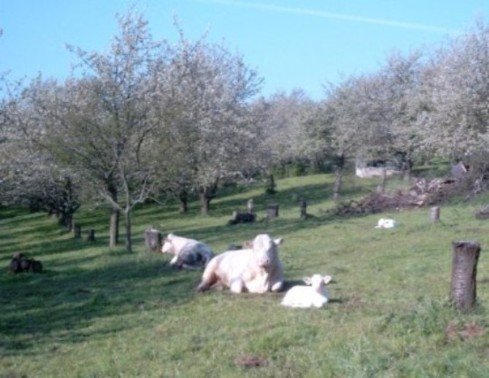 Mutterkhe mit Klbern auf der Weide