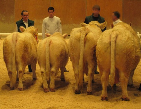 Siegertiere in der Gruppe Charolais